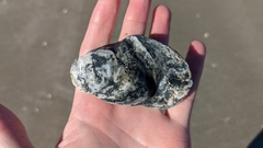 Ostreidae