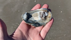 Ostreidae