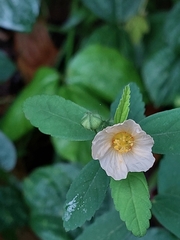 Sida rhombifolia