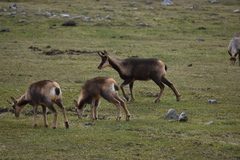 Rupicapra pyrenaica parva