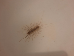 Scutigera coleoptrata