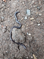 Indotyphlops braminus