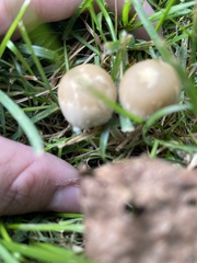 Candolleomyces