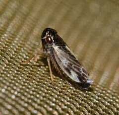 Evacanthus acuminatus