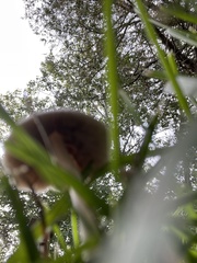 Candolleomyces