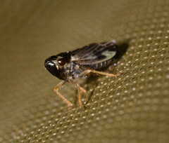 Evacanthus acuminatus