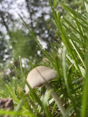 Candolleomyces