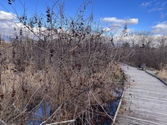 Cephalanthus occidentalis