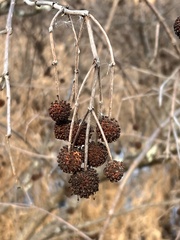 Cephalanthus occidentalis
