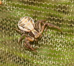 Xysticus