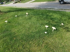 Saproamanita thiersii