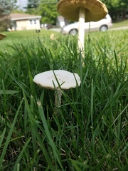 Saproamanita thiersii