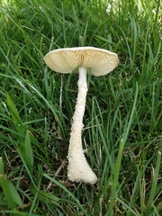 Saproamanita thiersii