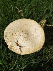 Saproamanita thiersii