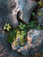 Geranium robertianum