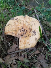 Lactarius psammicola