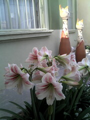 Hippeastrum reticulatum