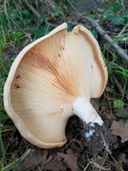Lactarius psammicola