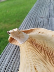Lactarius psammicola