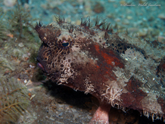 Ogcocephalus cubifrons