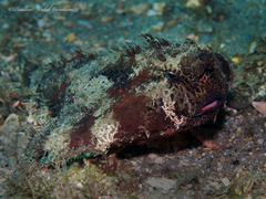 Ogcocephalus cubifrons