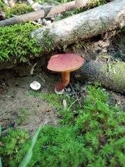 Hortiboletus rubellus