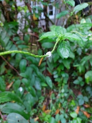 Stachytarpheta jamaicensis