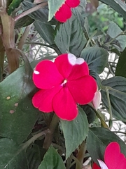 Impatiens walleriana
