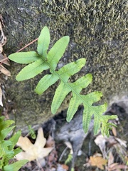 Polypodium