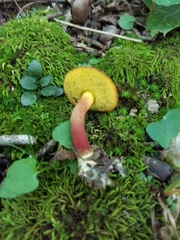 Hortiboletus rubellus