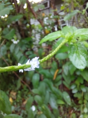 Stachytarpheta jamaicensis