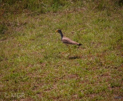 Vanellus senegallus