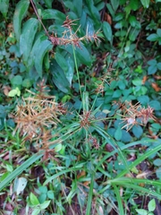 Cyperus odoratus