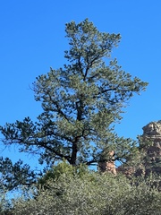 Pinus edulis