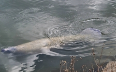 Trichechus manatus latirostris
