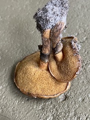 Suillus cothurnatus
