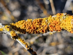Xanthorioideae