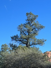 Pinus edulis