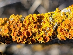 Xanthorioideae