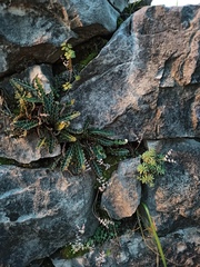 Asplenium ceterach