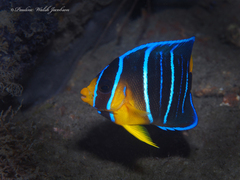 Holacanthus bermudensis