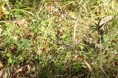 Gloydius intermedius