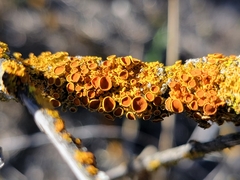 Xanthorioideae