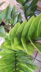 Zamioculcas