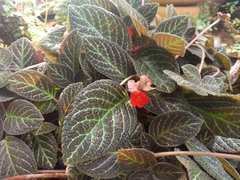 Episcia