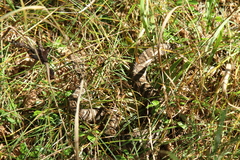 Gloydius intermedius