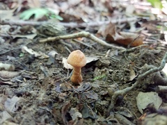 Cortinarius distans