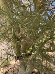 Parkinsonia microphylla