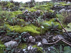 Asplenium ceterach