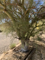 Parkinsonia microphylla